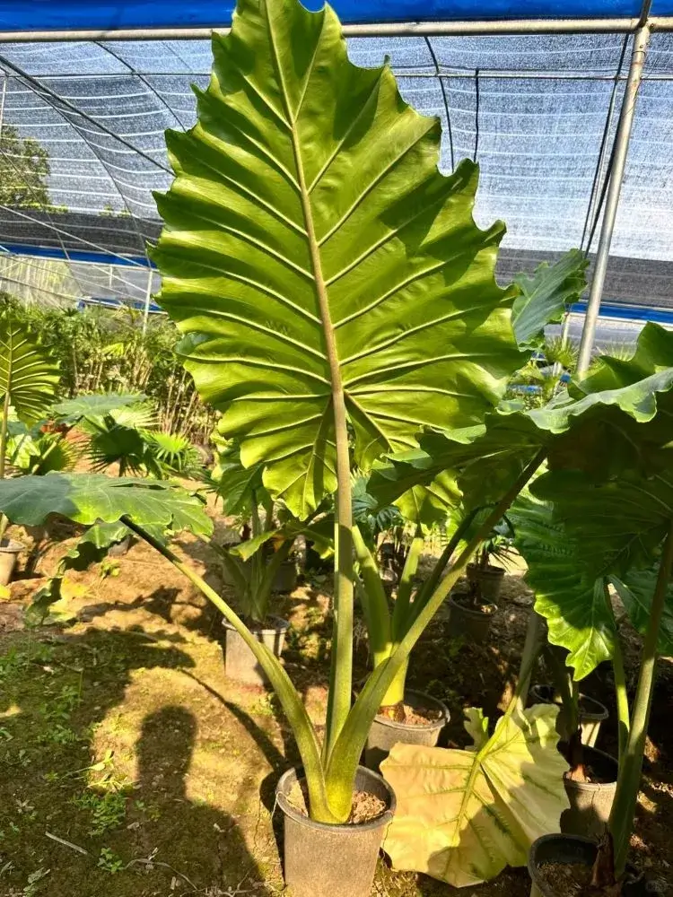 Borneo Giant