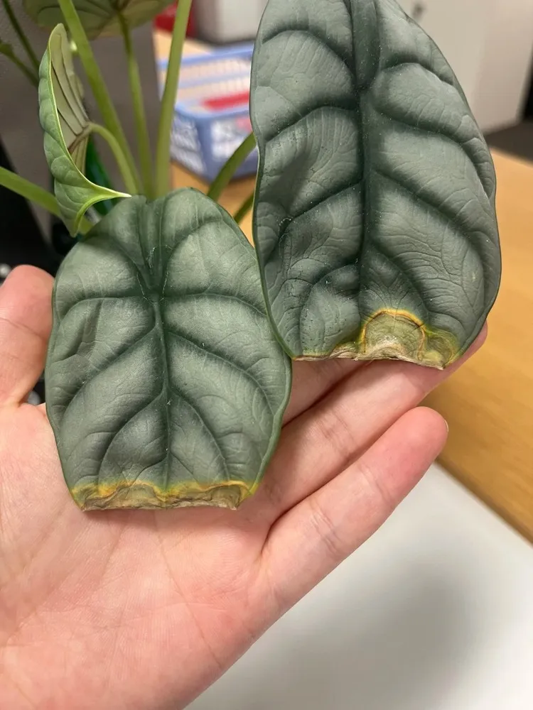 Alocasia Silver Dragon old leaves browning while new leaves remain healthy due to damaged roots
