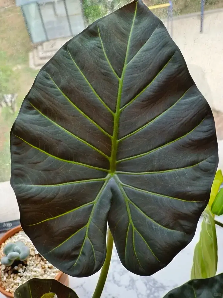 Close-up of a mature Regal Shield Alocasia leaf with dark surface and defined green veins