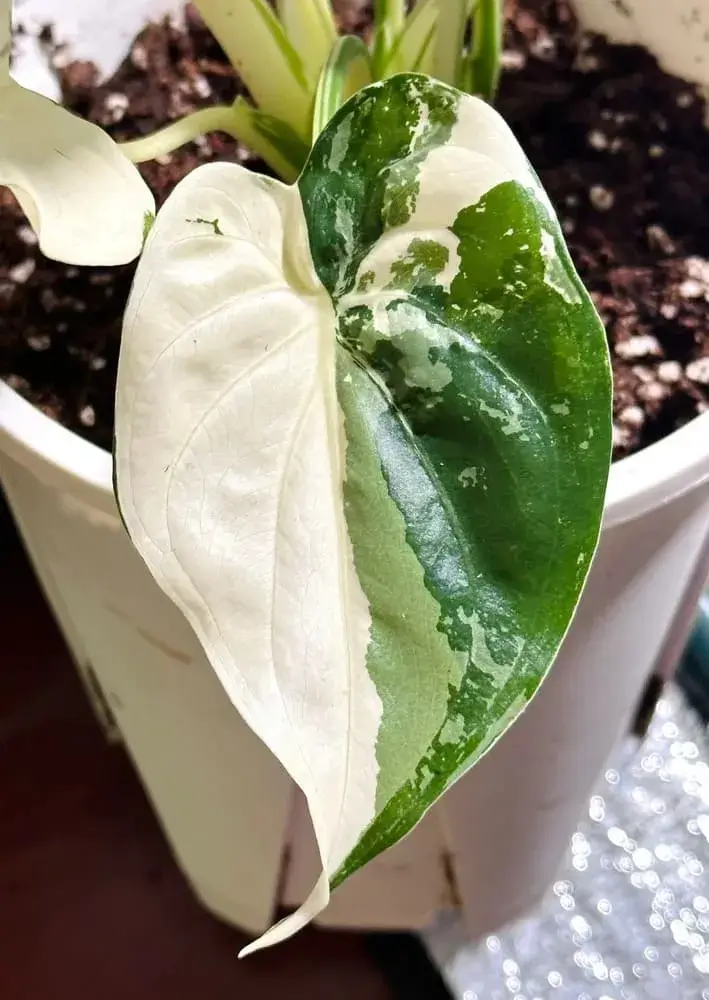 Cucullata Variegated