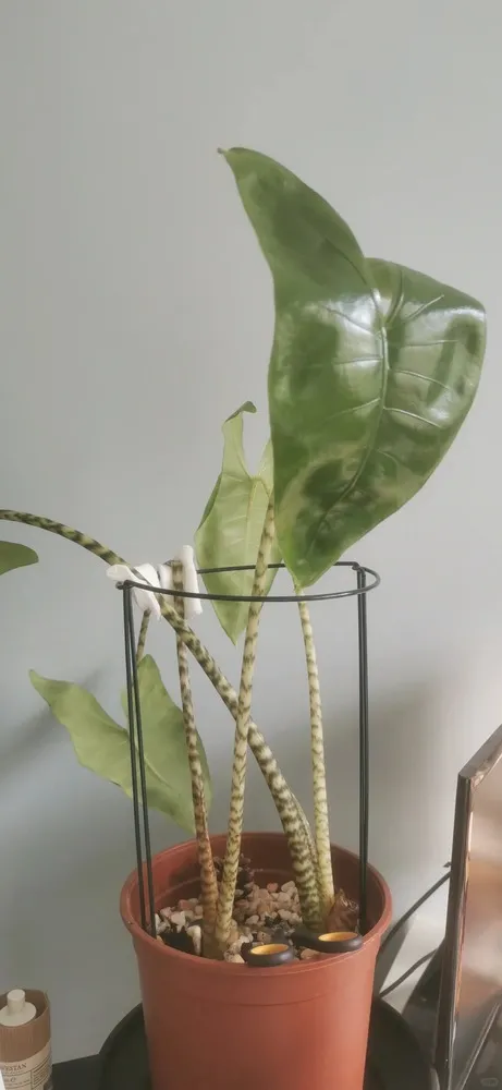 Alocasia Zebrina small curled leaves caused by prolonged root stress and excess moisture