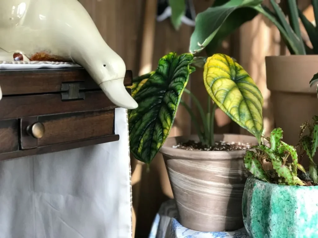 Dragon Scale Alocasia with weakened leaves and visible decline in an indoor pot