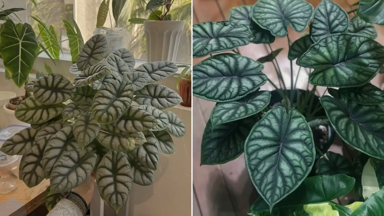 Dragon Scale vs Silver Dragon Alocasia My Honest Growing Experience