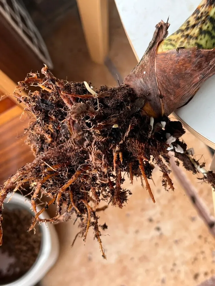 Alocasia Zebrina root rot caused by overwatering and lack of airflow in soil