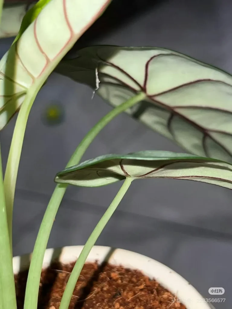 Silver Dragon Alocasia leaf underside showing fine webbing and early spider mite presence