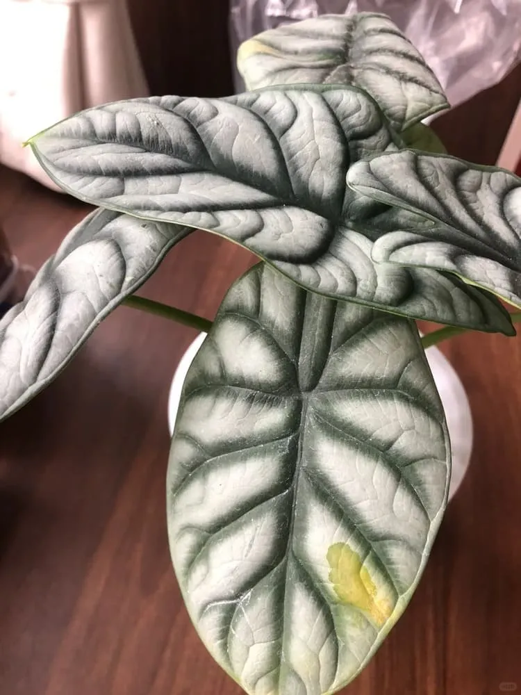Silver Dragon Alocasia leaf with yellow discoloration forming near the edge