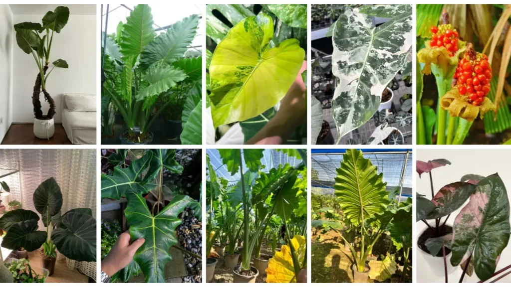 Elephant Ear Alocasias The Best Large-Leaf & Landscape Types