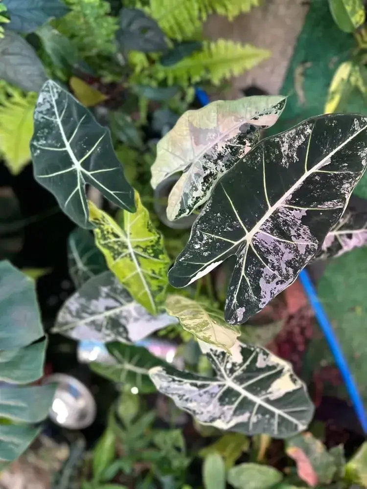 Frydek Variegated