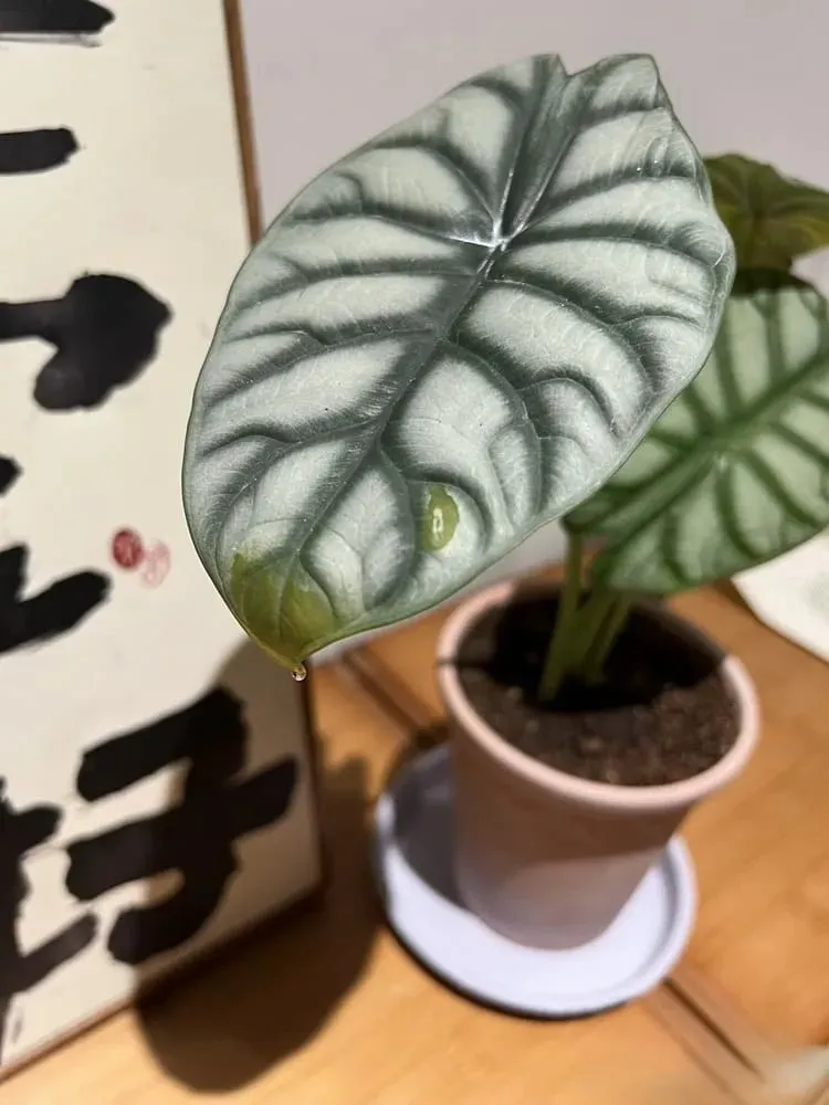 Water droplets forming at the tip of a Silver Dragon Alocasia leaf after watering