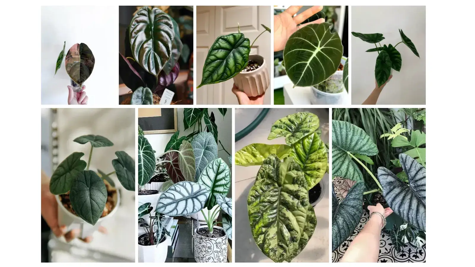 Jewel Alocasias A Complete Guide to the Most Stunning Compact Varieties