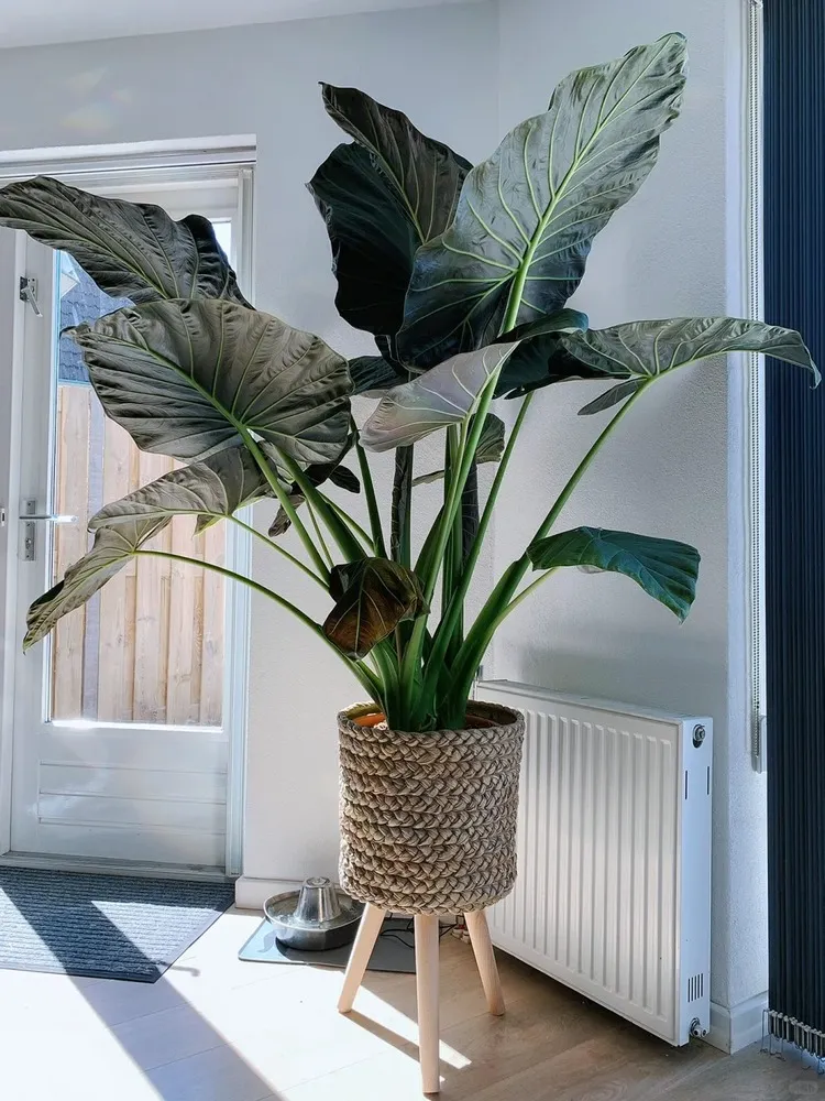 Large Regal Shield Alocasia with multiple tall stems and wide dark green leaves growing indoors