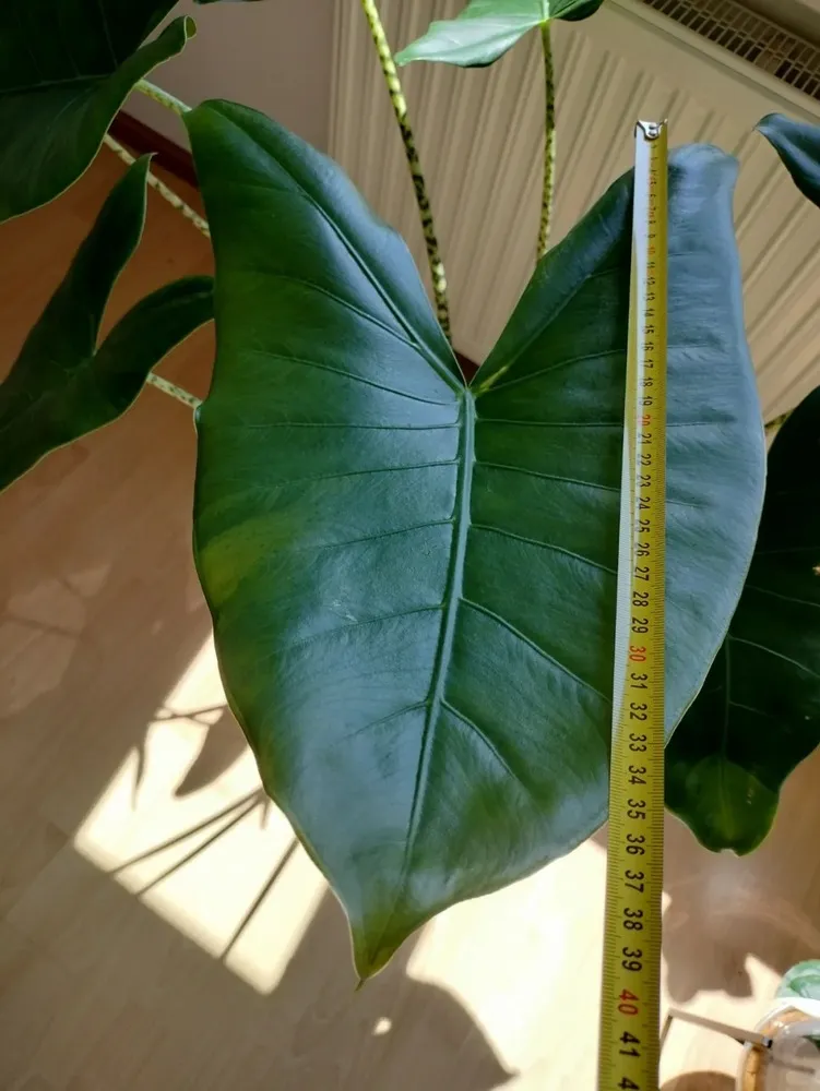 Alocasia Zebrina leaf size reaching 40 cm after recovery from root rot