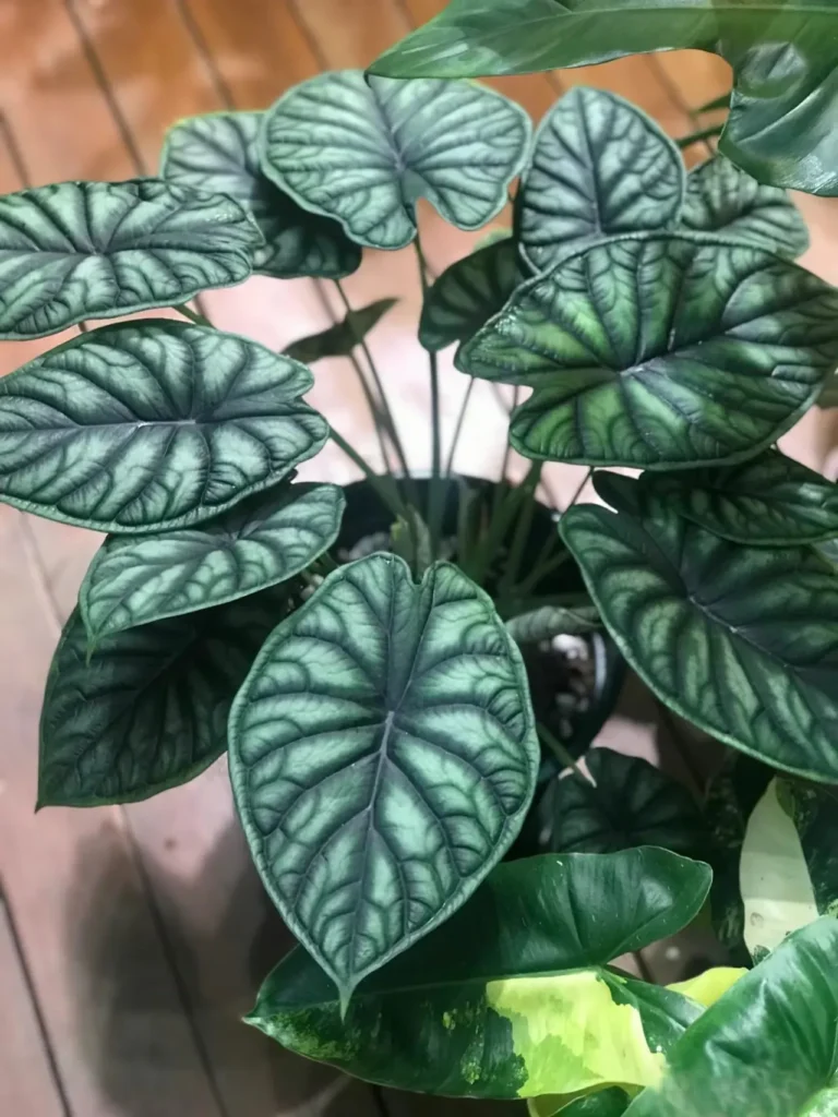 Dragon Scale Alocasia displaying multiple thick, textured leaves grown indoors