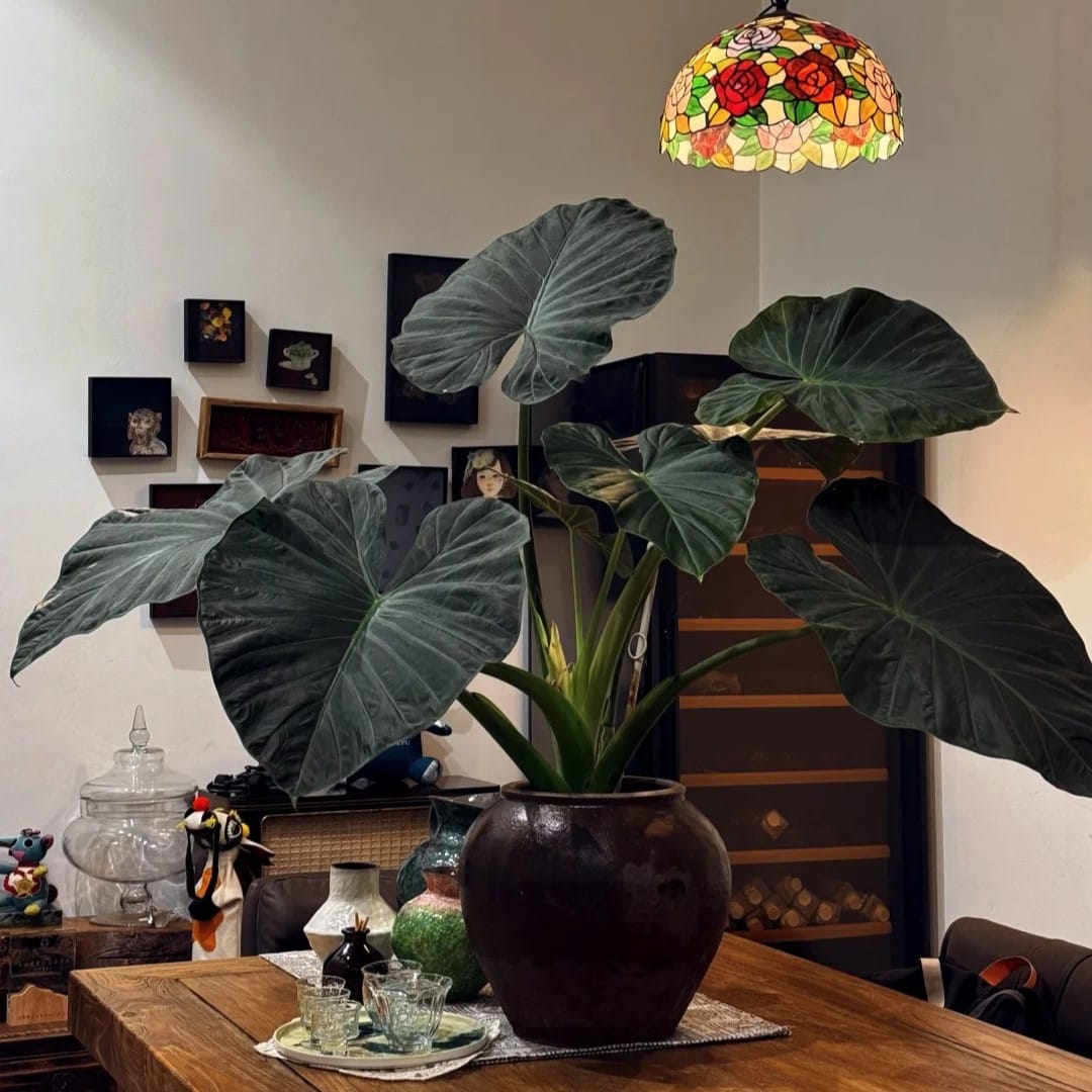 Large Regal Shield Alocasia with oversized dark green leaves displayed as an indoor plant