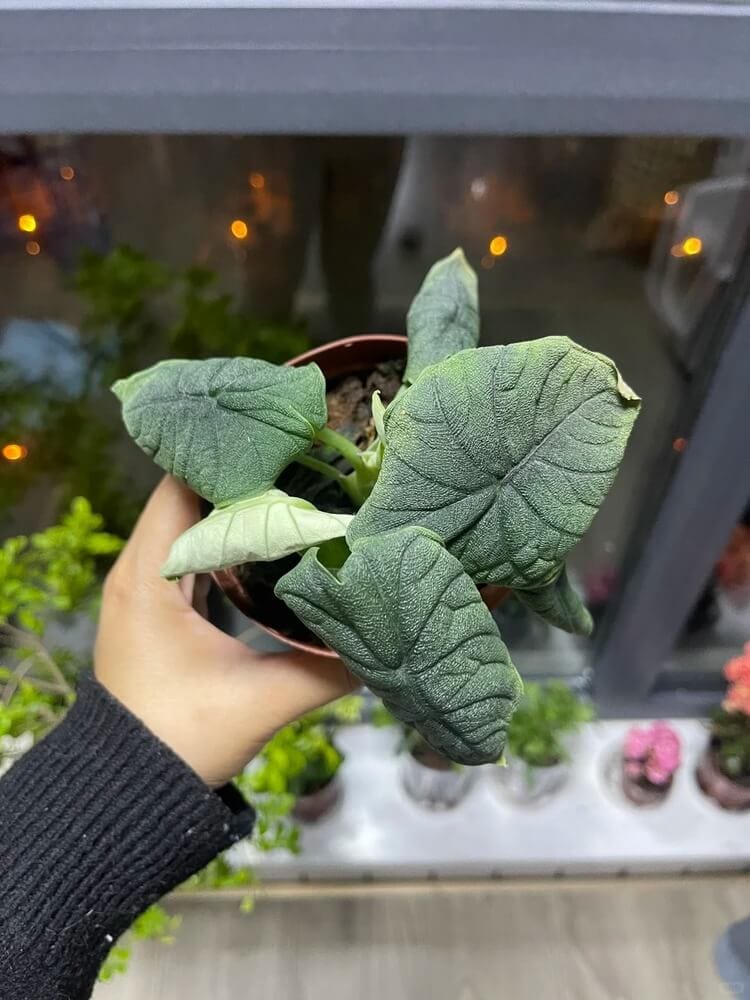 Alocasia melo leaves curling shortly after delivery due to cold stress