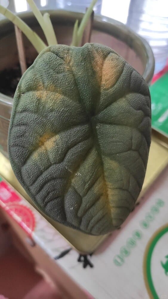 Alocasia melo old leaves turning yellow while new leaves emerge due to excess moisture