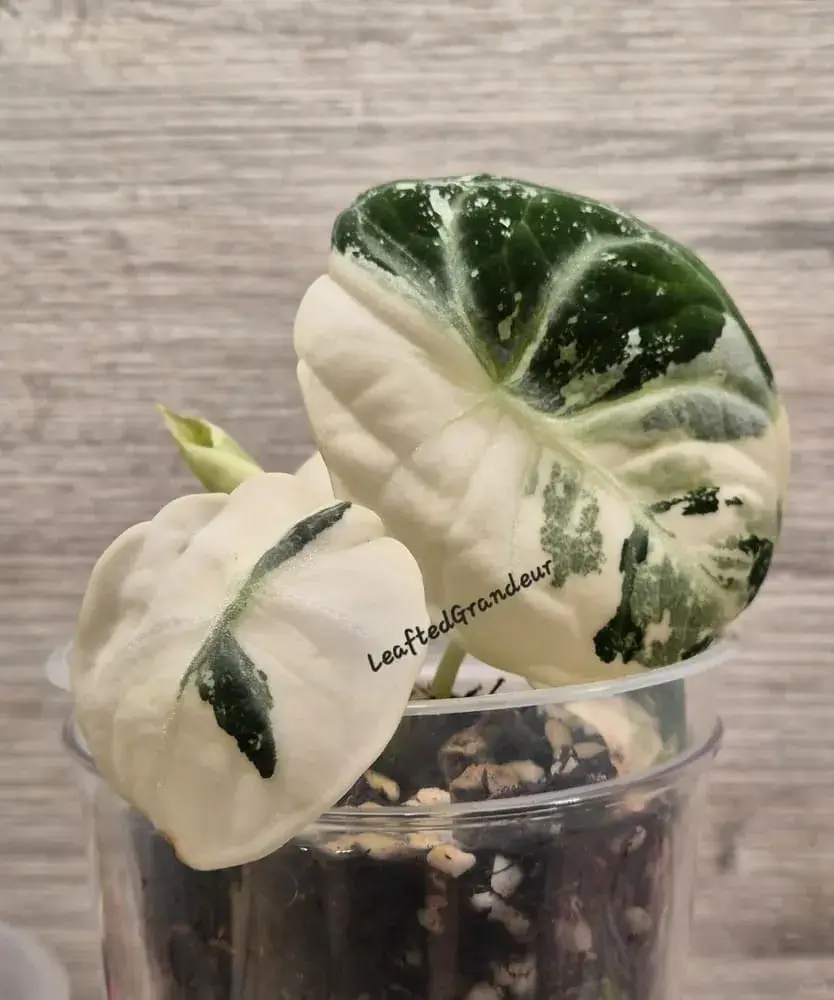 Ninja Variegated