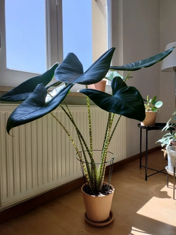 Healthy Alocasia Zebrina after recovery with stable roots and proper airflow