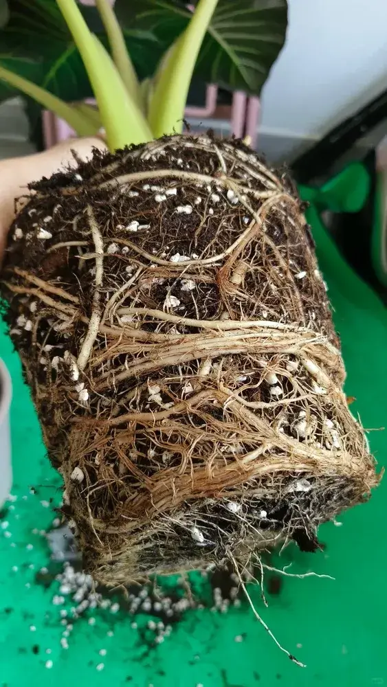 Severely rootbound Regal Shield Alocasia with dense, circling roots filling the entire pot before propagation.