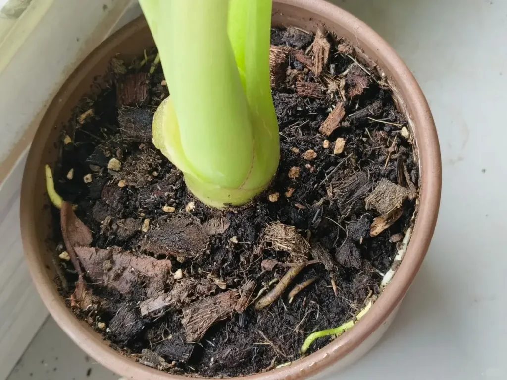 Healthy Regal Shield Alocasia stem base and soil surface during steady indoor growth period