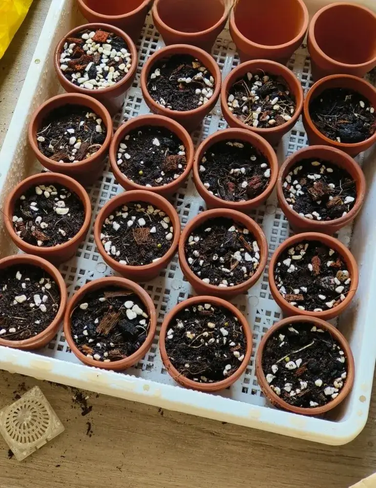 Small terracotta pots filled with airy aroid mix, each planted with a Regal Shield Alocasia corm for propagation.