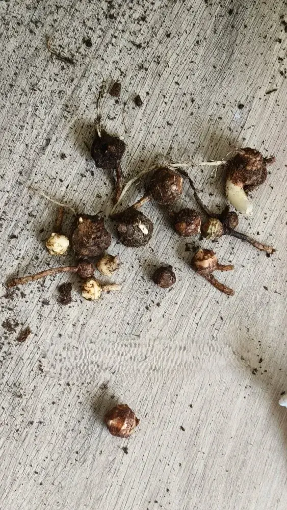 Freshly separated Regal Shield Alocasia corms with visible growth points, removed from the main plant during propagation.