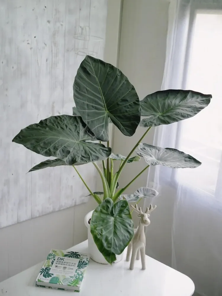 Regal Shield Alocasia displayed indoors in a pot, with broad elephant ear leaves and upright growth habit