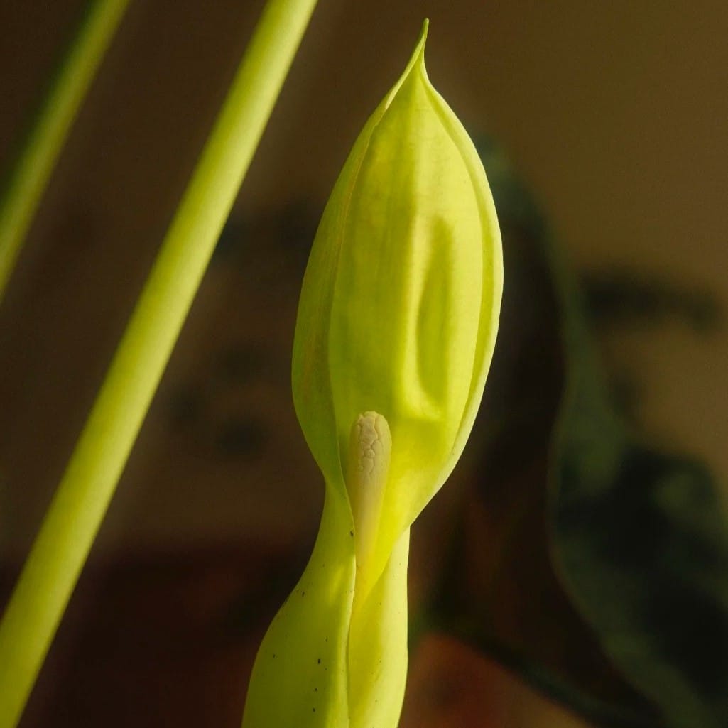Close-up of a Regal Shield Alocasia inflorescence with spathe and spadix