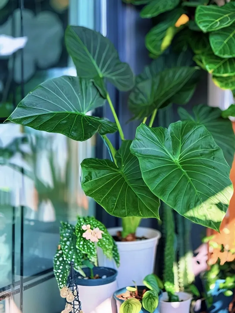 Regal Shield Alocasia growing indoors near a window, with large dark green elephant ear leaves and upright petioles