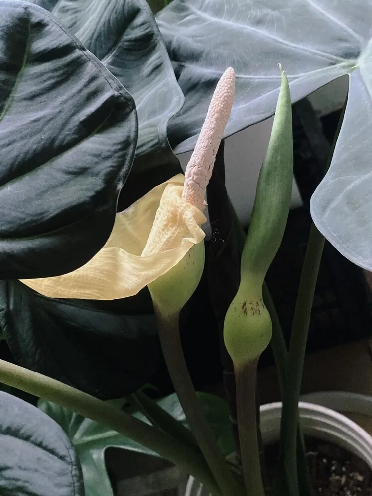 Close-up of Regal Shield Alocasia showing an inflorescence with spathe and spadix emerging among mature leaves