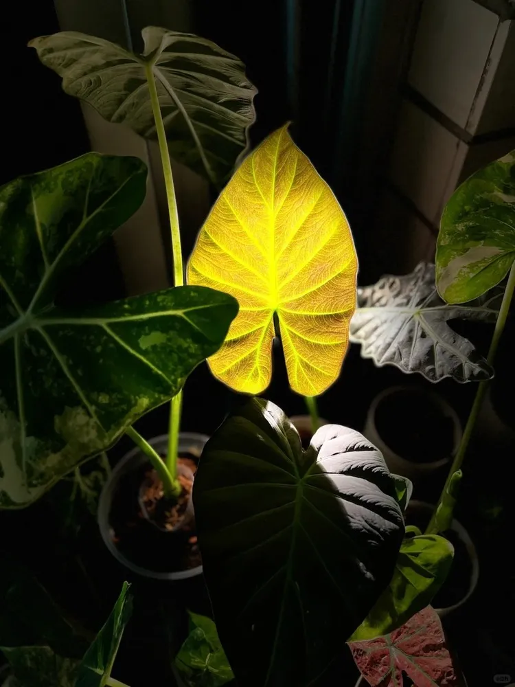 Backlit Regal Shield Alocasia leaf showing visible veins and translucent leaf structure