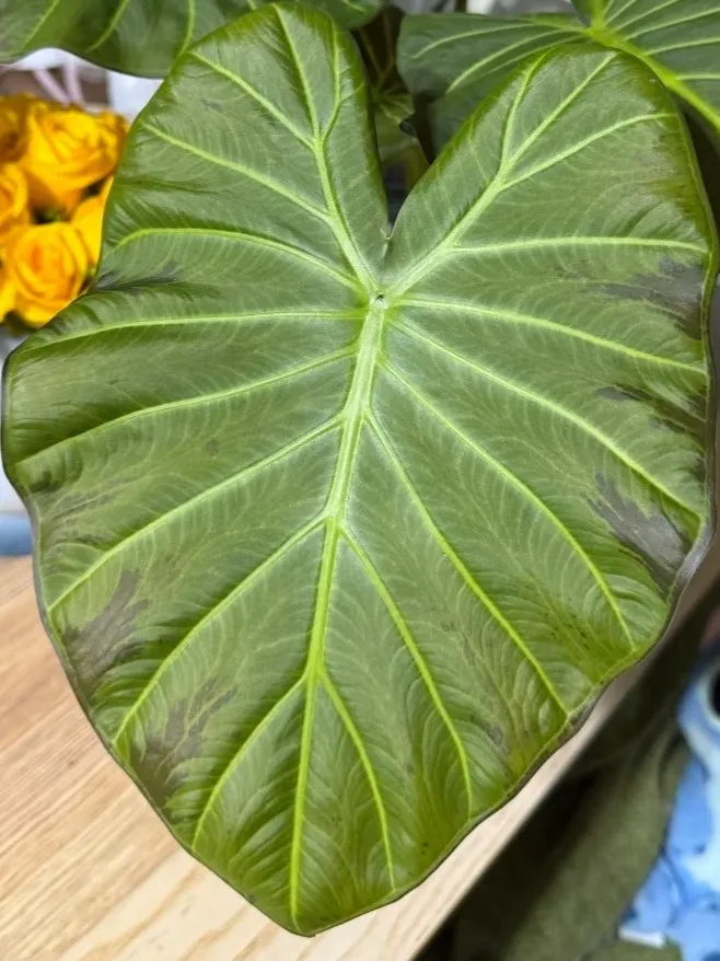 Regal Shield Alocasia Leaf Darkening Caused by Overwatering