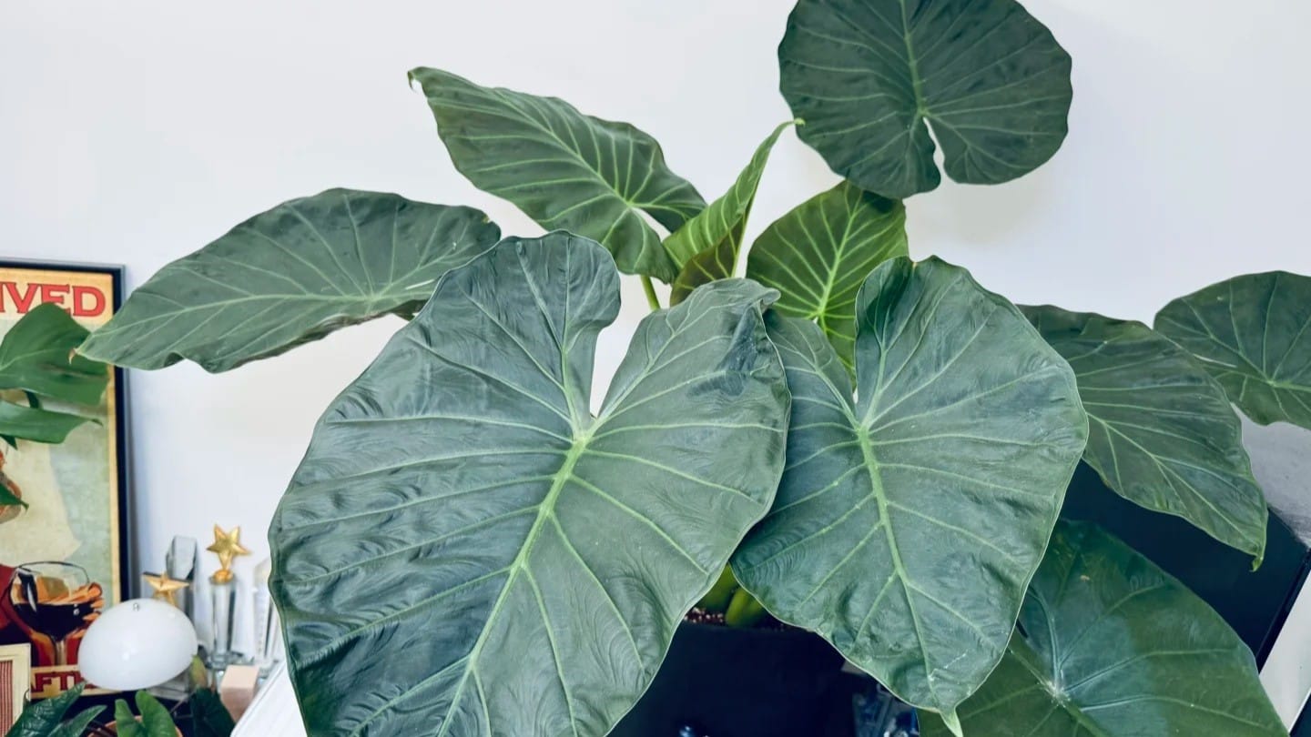 Close-up view of Regal Shield Alocasia leaves showing broad shape and prominent veins