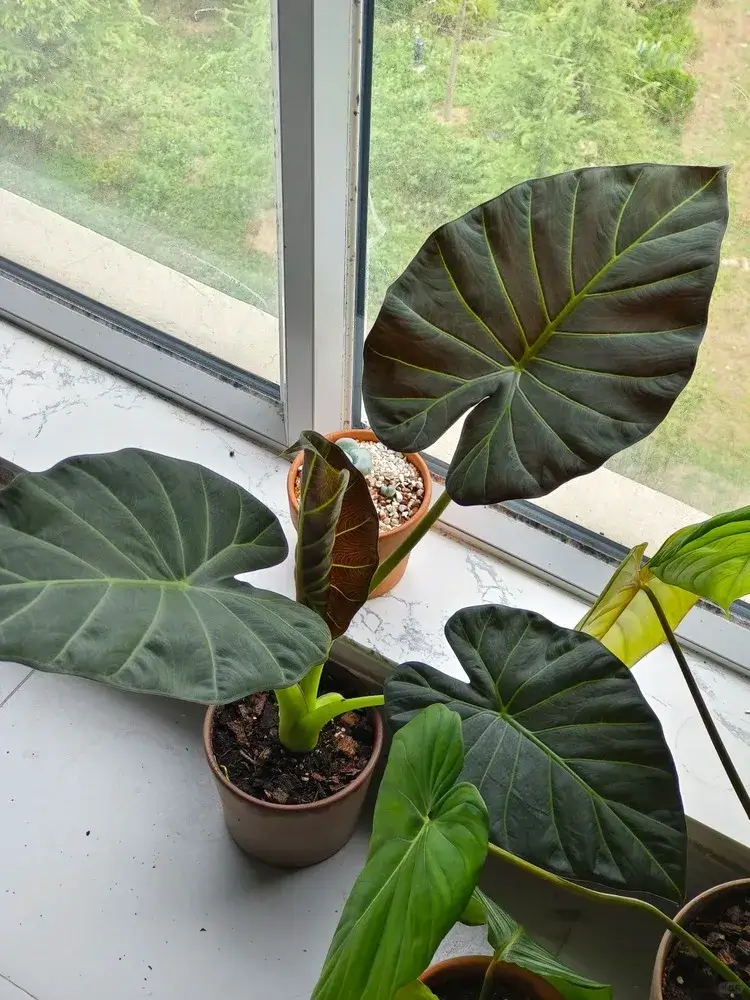 Regal Shield Alocasia growing indoors near a window, showing multiple larger leaves after 80 days of growth