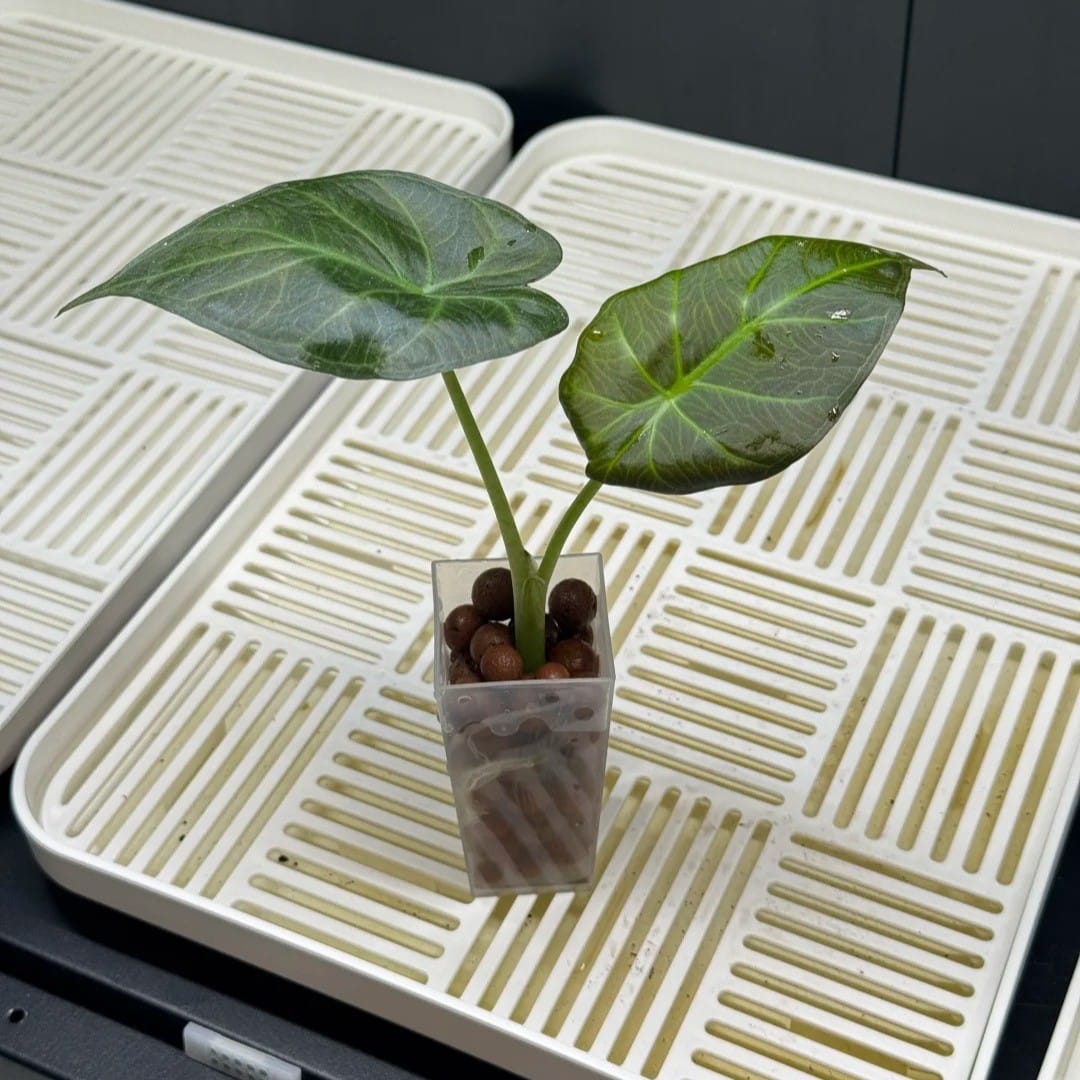 Small Regal Shield Alocasia growing in a transparent container with LECA clay balls