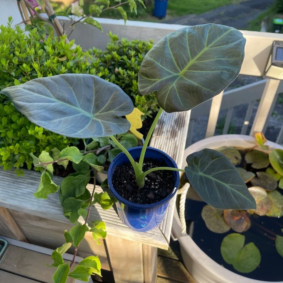 Young Regal Shield Alocasia with broad dark green leaves growing in a small container