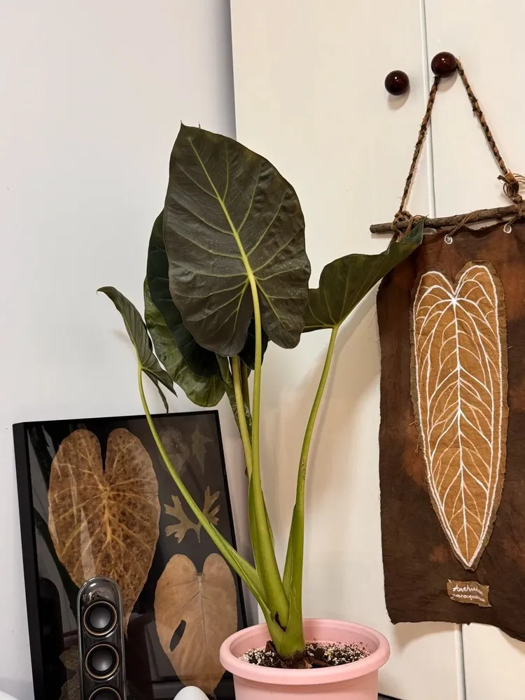 Regal Shield Alocasia planted in a pot indoors, showing upright growth and broad elephant ear–shaped leaves