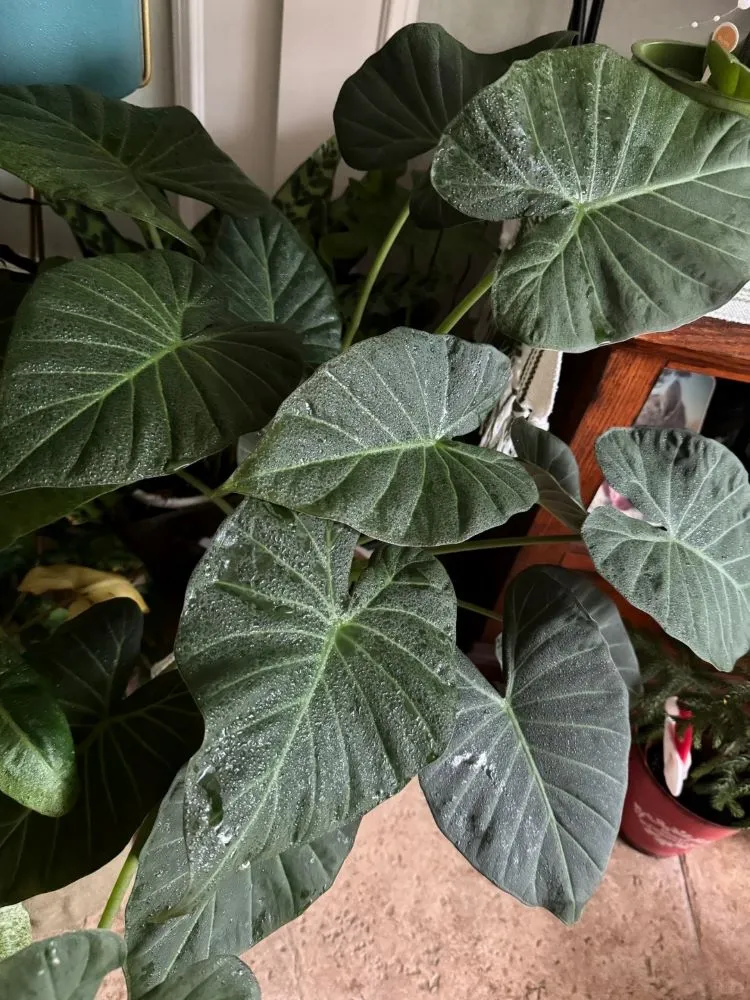 Regal Shield Alocasia indoors, showing multiple broad leaves after recent new growth