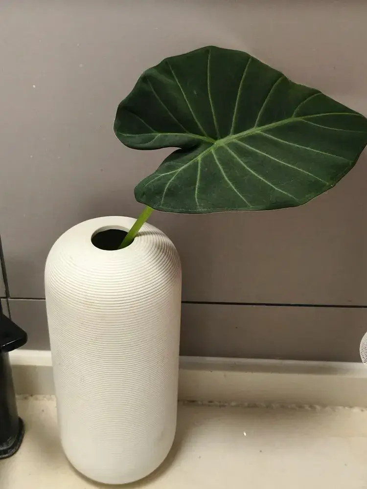Single Regal Shield Alocasia leaf placed in a vase after pruning older foliage during early growth stage