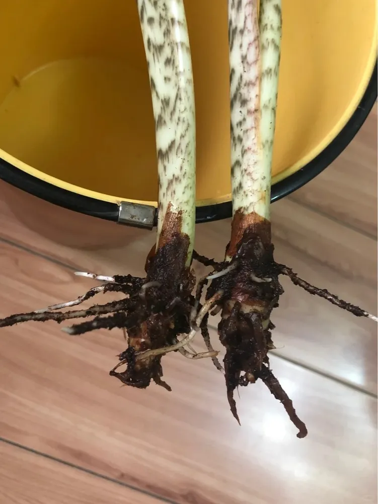 Severe Alocasia Zebrina root rot after repeated repotting and rescue attempts