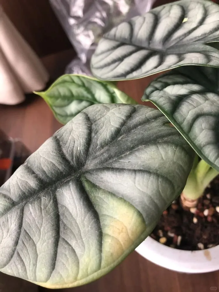 Close-up of Silver Dragon Alocasia leaf with yellowing along the margins