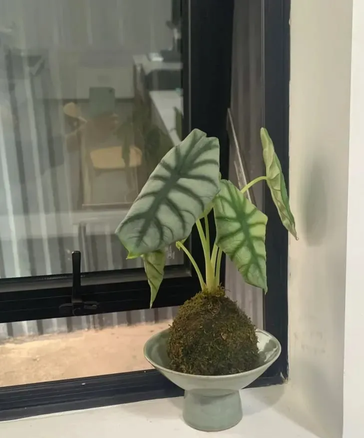 Silver Dragon Alocasia grown indoors near a window with indirect natural light
