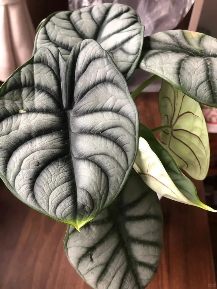 Silver Dragon Alocasia showing thick, silver-patterned leaves grown indoors under indirect light