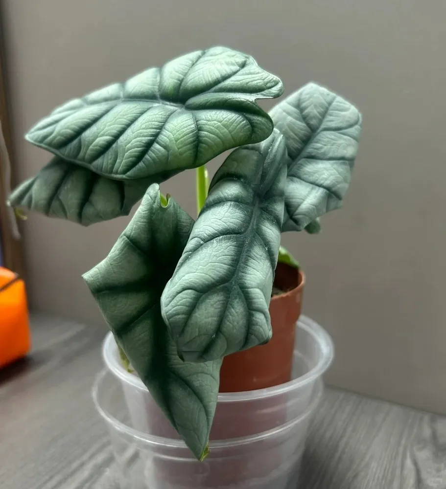 Alocasia Silver Dragon with curled leaves caused by cold stress and excess moisture