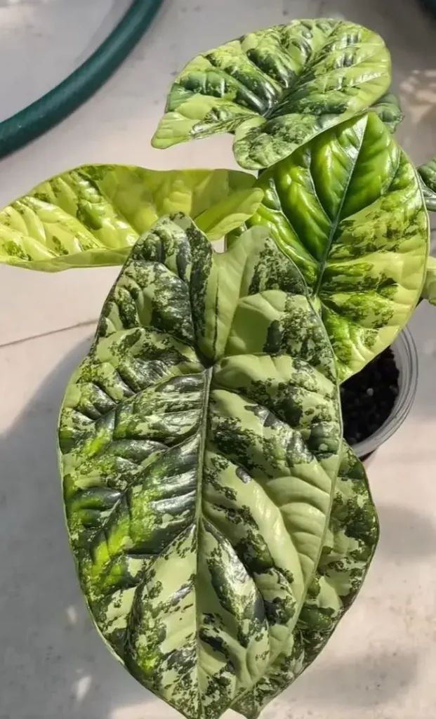 Sinuata