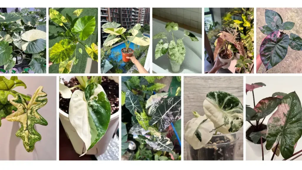 Variegated Alocasia Types 11 Stunning Varieties Explained