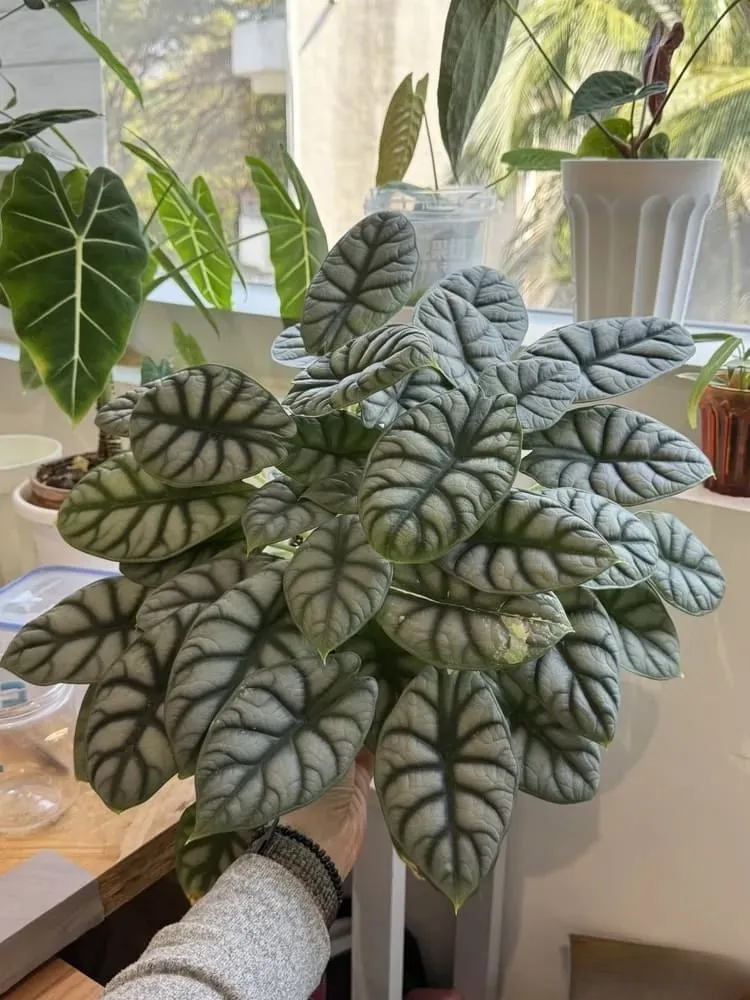 Healthy Silver Dragon Alocasia displaying multiple thick, silver-veined leaves indoors