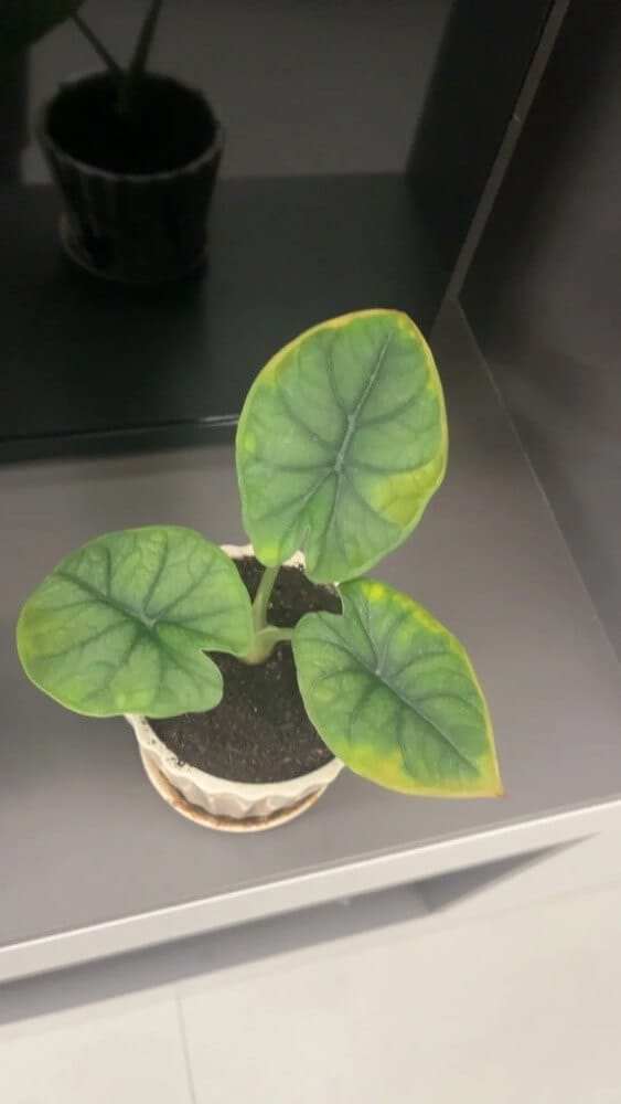 Alocasia melo leaf edges turning yellow in winter due to compact soil and poor aeration