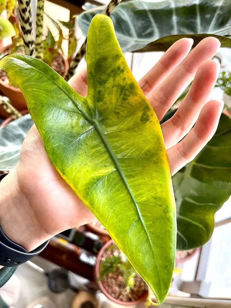 Alocasia Zebrina yellowing leaf caused by root stress rather than natural leaf loss