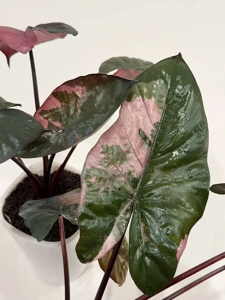 Yucatan Princess Variegated
